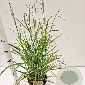 Panicum virgatum 'Rehbraun' 40-60 cm 4,0L