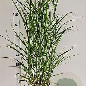 Panicum virgatum 'Squaw' 60-80 cm 4,0L
