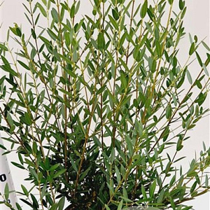 Phillyrea angustifolia 60-80 cm 7,5L