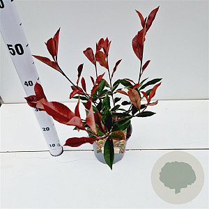 Photinia fraseri 'Robusta Compacta' 30-40 cm 2,5L