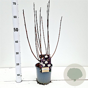 Physocarpus opulif. 'Diabolo' 30-40 cm 2,5L