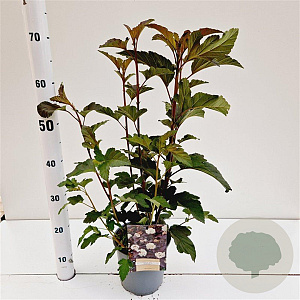 Physocarpus opulif. 'Diabolo' 30-40 cm 2,5L