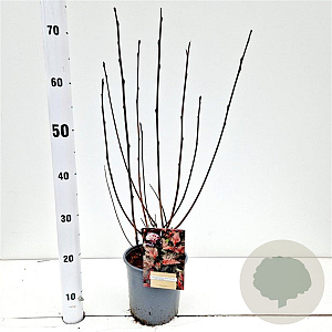 Physocarpus opulif. Lady in Red 30-40 cm 2,5L