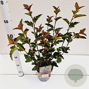 Physocarpus opulif. 'Red Baron' 30-40 cm 2,5L
