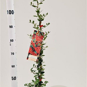 Pyracantha cocc. 'Red Column' 70-80 cm 2,5L