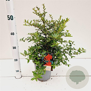 Pyracantha cocc. 'Red Cushion' 25-30 cm 2,5L