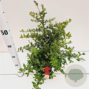 Pyracantha cocc. 'Red Cushion' 25-30 cm 2,5L