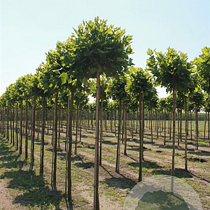 Platanus hispanica 'Alphen's Globe' 12-14 cm draadkluit 225 cm stam Beveerd
