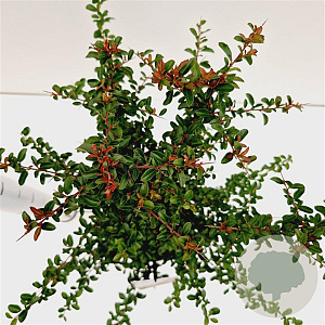 Pyracantha 'Teton' 25-30 cm 2,5L
