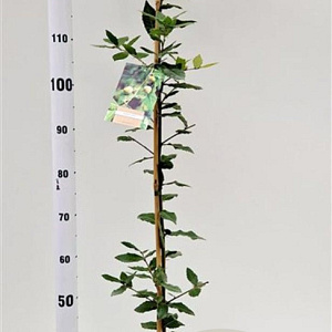 Quercus ilex 100-125 cm 3,0L
