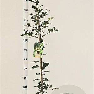 Quercus ilex 125-150 cm 3,0L