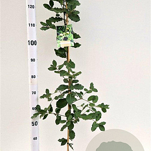 Quercus ilex 125-150 cm 3,0L