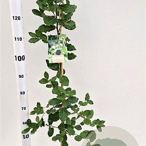 Quercus ilex 125-150 cm 3,0L
