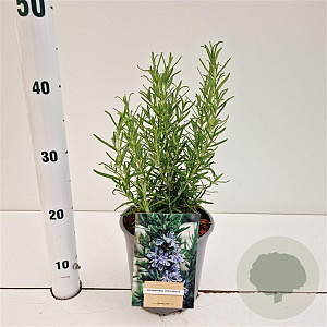 Rosmarinus officinalis 20-30 cm 2,5L