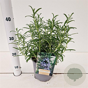 Rosmarinus officinalis 20-30 cm 2,5L