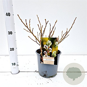Salix helvetica 15-20 cm 2,5L