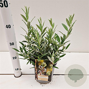 Salix helvetica 15-20 cm 2,5L
