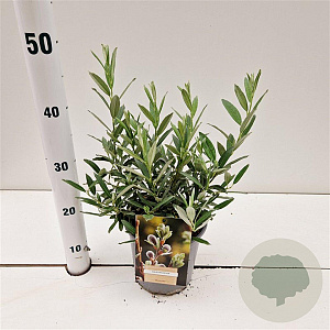 Salix helvetica 15-20 cm 2,5L