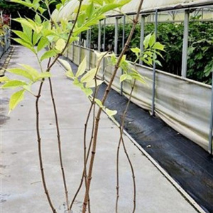 Sambucus nigra 125-150 cm 10L