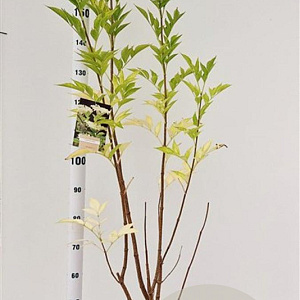 Sambucus nigra 125-150 cm 10L