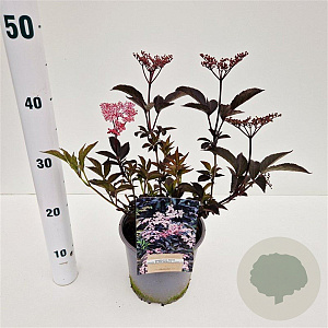 Sambucus nigra Black Beauty 30-40 cm 2,5L