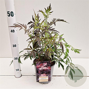 Sambucus nigra Black Lace 20-30 cm 2,5L