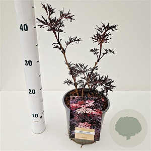 Sambucus nigra Black Lace 20-30 cm 2,5L