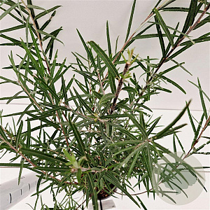 Salix rosmarinifolia 50-60 cm 2,5L