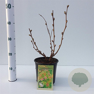 Sorbaria sorbif. 'Sem' 25-30 cm 2,5L