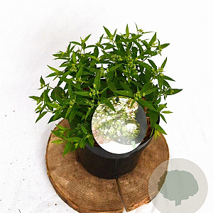 Spiraea jap. 'Albiflora' 25-30 cm 3,0L