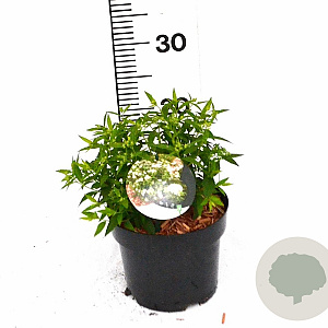 Spiraea jap. 'Albiflora' 25-30 cm 3,0L