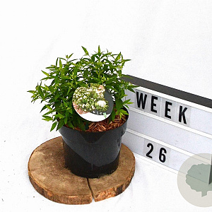 Spiraea jap. 'Albiflora' 25-30 cm 3,0L