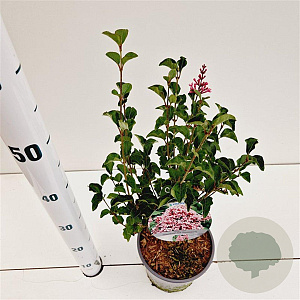 Syringa meyeri Flowerfesta Pink 30-40 cm 2,5L