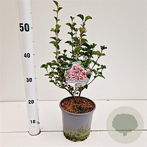 Syringa meyeri Flowerfesta Pink 30-40 cm 2,5L