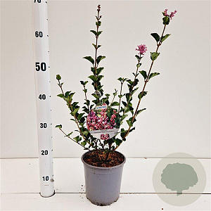 Syringa meyeri Flowerfesta Purple 30-40 cm 2,5L