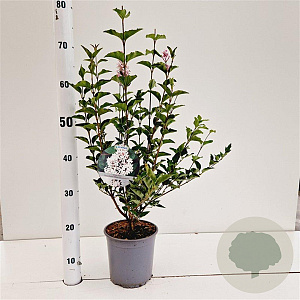 Syringa meyeri Flowerfesta White 25-30 cm 2,5L