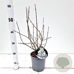 Syringa meyeri Flowerfesta White 25-30 cm 2,5L
