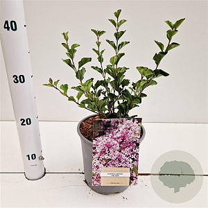 Syringa meyeri 'Palibin' 25-30 cm 2,5L