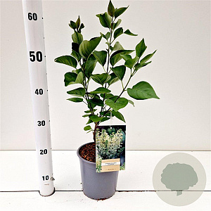 Syringa v. 'Primrose' 30-40 cm 2,5L