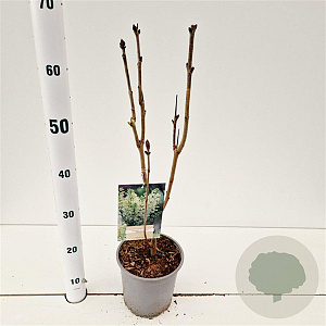 Syringa v. 'Primrose' 30-40 cm 2,5L
