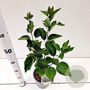 Syringa v. 'Primrose' 30-40 cm 2,5L