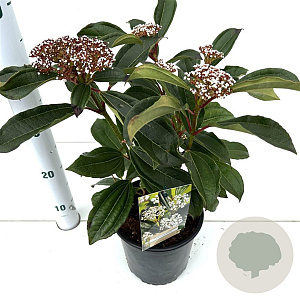 Viburnum davidii 20-30 cm 2,5L