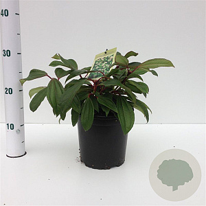Viburnum davidii 20-30 cm 2,5L
