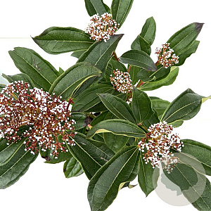 Viburnum davidii 20-30 cm 2,5L