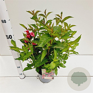 Weigela 'Bristol Ruby' 40-50 cm 2,5L