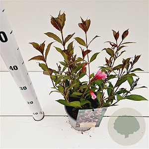 Weigela florida 'Nana Purpurea' 30-40 cm 2,5L