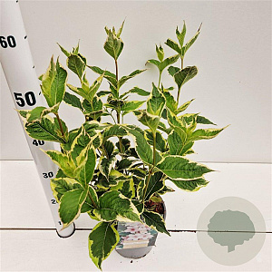 Weigela florida 'Variegata' 30-40 cm 2,5L