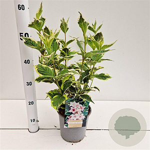 Weigela florida 'Variegata' 30-40 cm 2,5L
