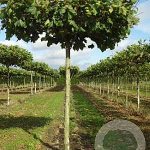 Platanus hispanica 'Malburg' 16-18 HO draadkluit 240 cm stam dakvorm