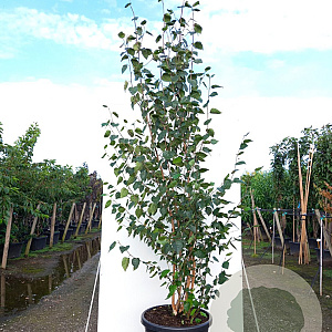 Betula utilis 'Doorenbos' 200-250 cm container meerstammig extra